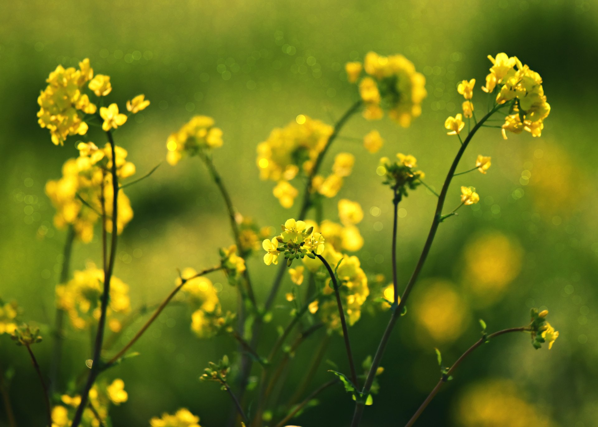 Download Yellow Flower Nature Flower 4k Ultra HD Wallpaper