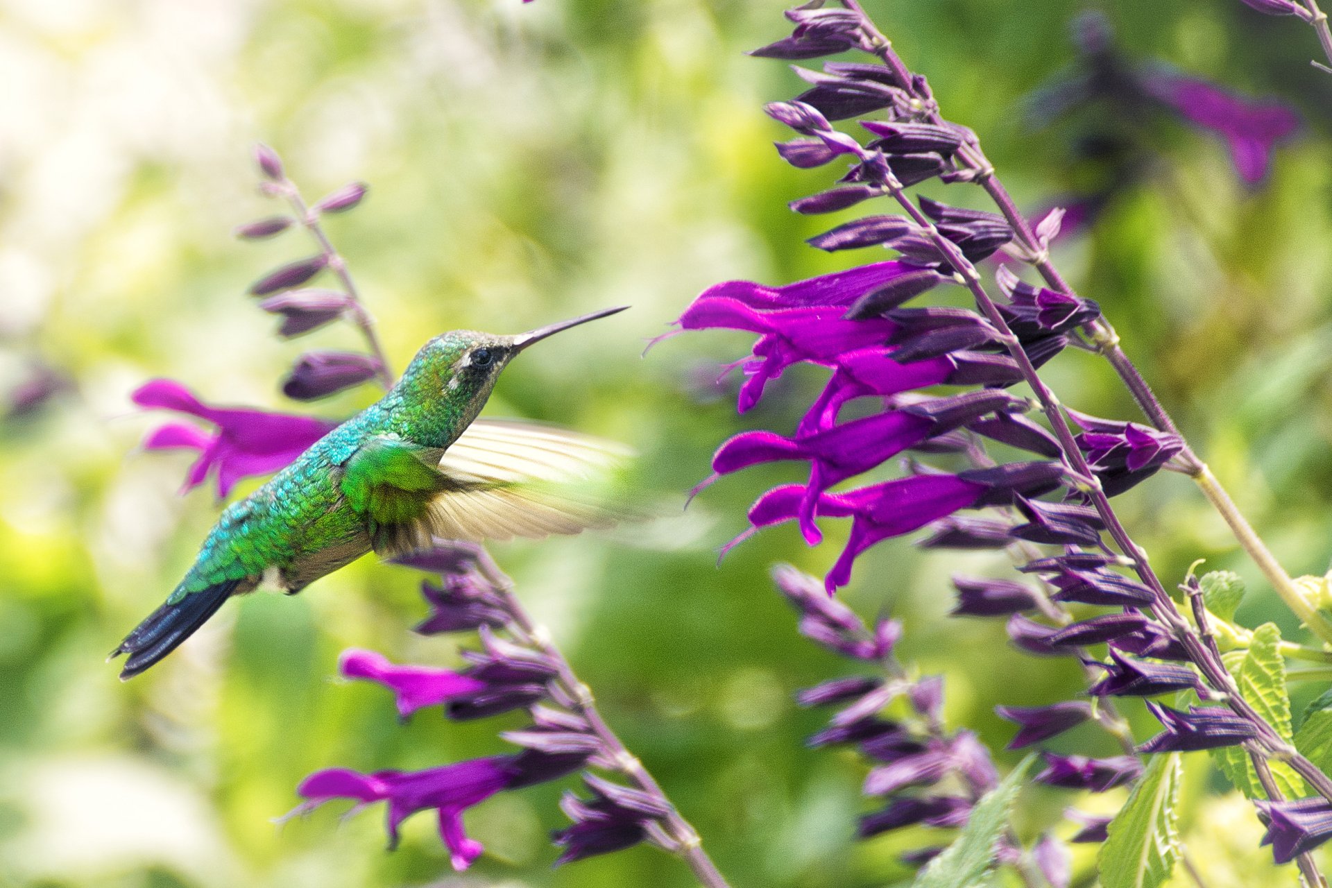Download Purple Flower Flower Bird Animal Hummingbird  HD Wallpaper by Ramón Sánchez Santana