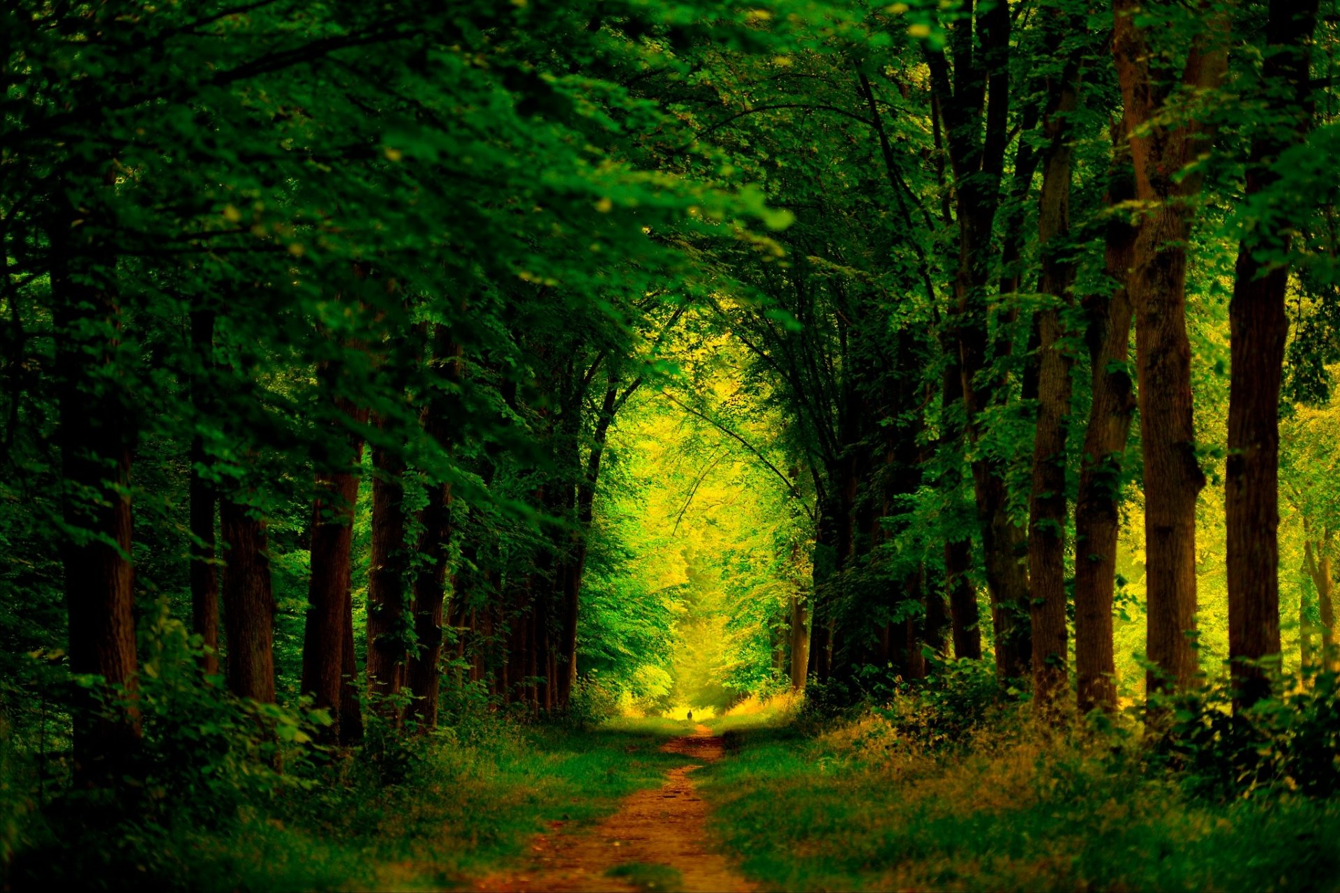 Download Dirt Road Forest Nature Path Hd Wallpaper By Marie Lalanne Manzor