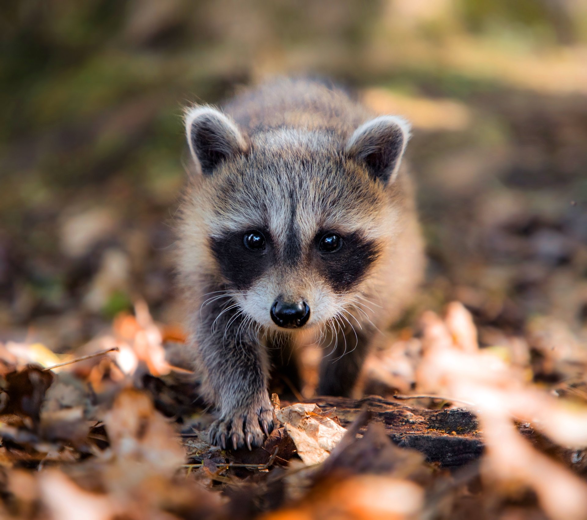 Download Animal Raccoon 4k Ultra HD Wallpaper