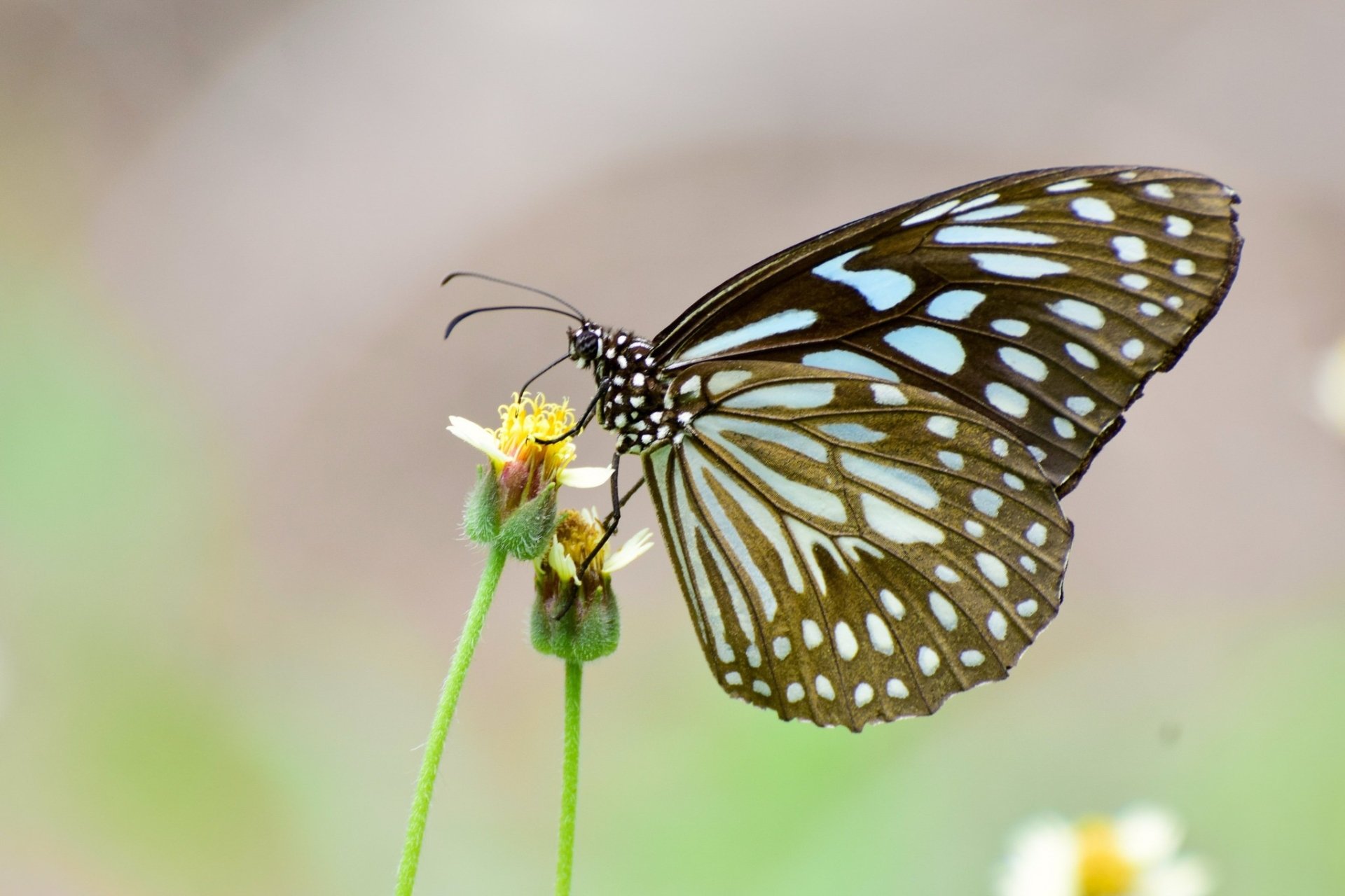 Download Macro Insect Animal Butterfly HD Wallpaper