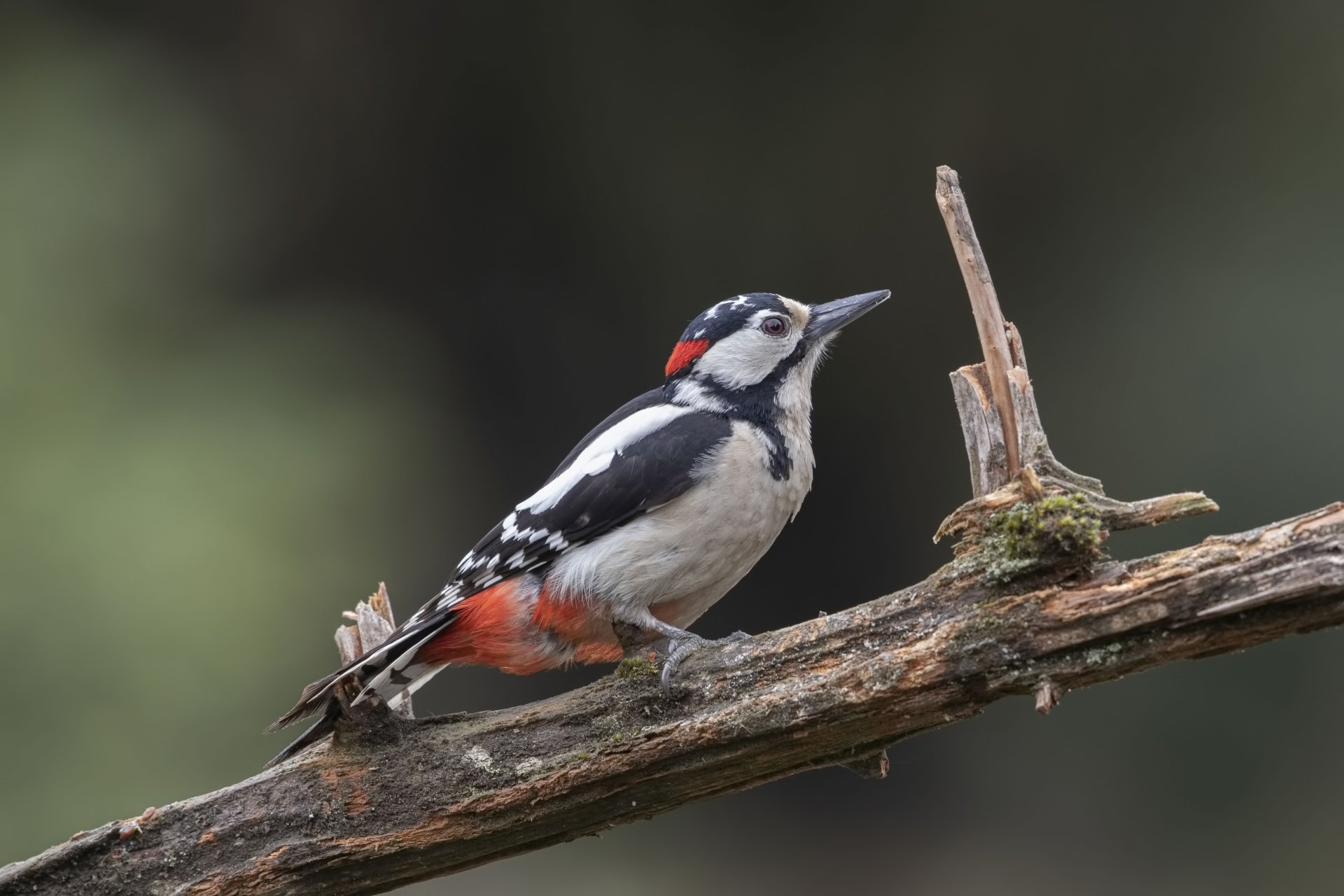 Download Bird Animal Woodpecker 4k Ultra HD Wallpaper