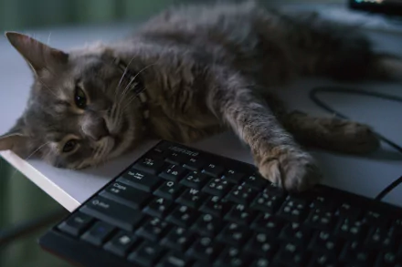 HD desktop wallpaper of a gray cat resting its paw on a black keyboard, blending technology and animal calm in a cozy setting.