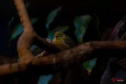 nature branch Animal White-eye HD Desktop Wallpaper | Background Image