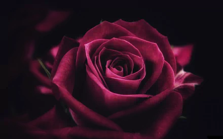 Close-up of a deep red rose blossom against a dark backdrop — a nature flower image, 2K Quad HD PC desktop wallpaper and background.