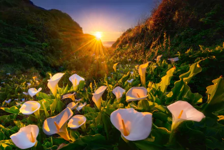 Nature HD PC desktop wallpaper: white calla lilies blooming in a green valley, sunbeams streaming through hills at sunset.