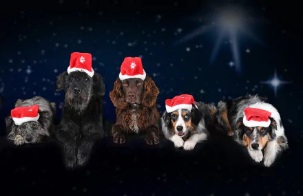 santa hat spaniel Animal dog HD Desktop Wallpaper | Background Image