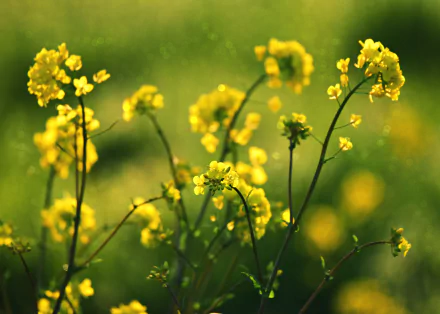 yellow flower nature flower HD Desktop Wallpaper | Background Image