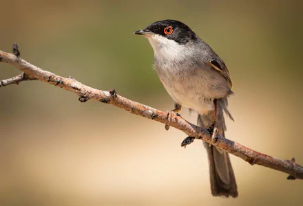 bird Animal warbler HD Desktop Wallpaper | Background Image