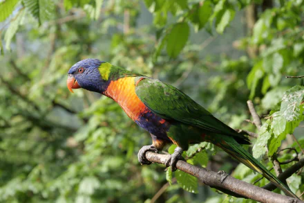 HD desktop wallpaper featuring a vibrant rainbow lorikeet parrot perched on a branch amidst green foliage.