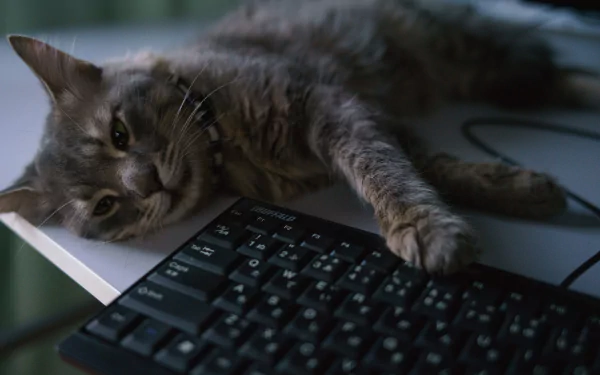 HD desktop wallpaper of a gray cat resting its paw on a black keyboard, blending technology and animal calm in a cozy setting.