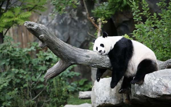 Animal Panda Sleeping HD Wallpaper | Background Image