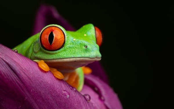 Animal Red Eyed Tree Frog Frogs Red-Eyed Tree Frog Macro Frog Amphibian HD Wallpaper | Background Image
