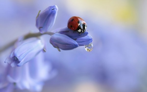 Animal Ladybug Macro Insect Flower HD Wallpaper | Background Image