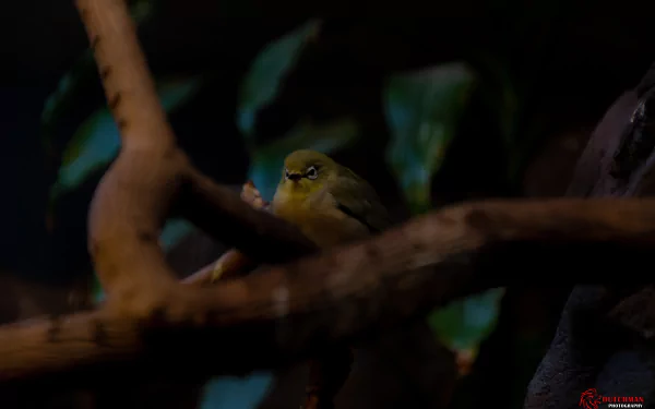 nature branch Animal White-eye HD Desktop Wallpaper | Background Image