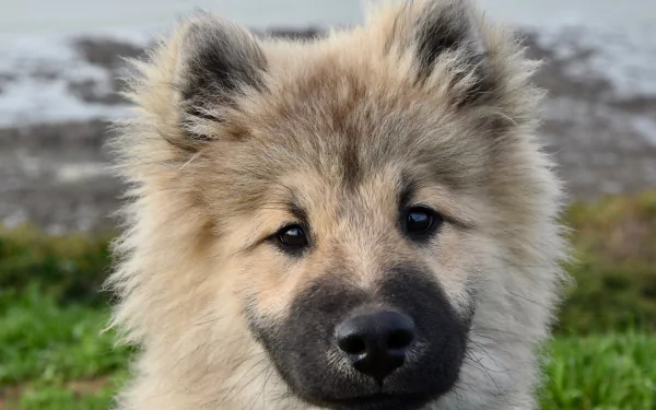  Eurasier Puppy