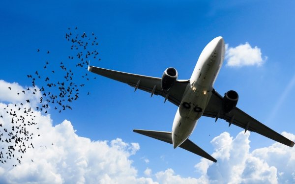 Vehicles Airplane Aircraft Bird Cloud Sky Flock Of Birds HD Wallpaper | Background Image