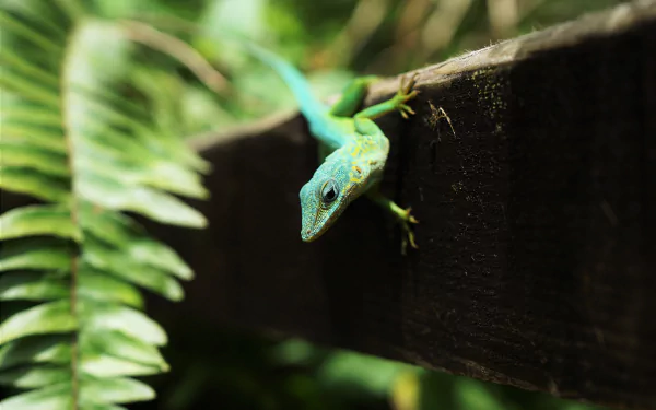 reptile Animal lizard HD Desktop Wallpaper | Background Image