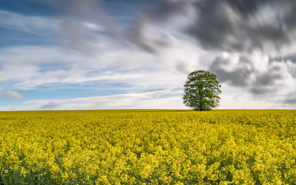 HD PC desktop wallpaper/background: summer rapeseed nature scene—yellow flowers stretching to a lone tree beneath dramatic clouds.