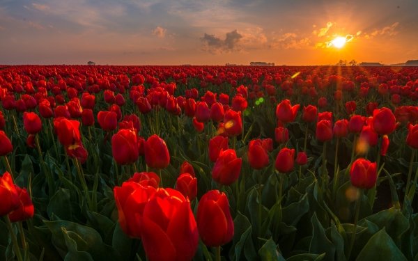 Earth Tulip Flowers Nature Flower Red Flower Sunrise HD Wallpaper | Background Image