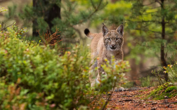 4K Ultra HD PC desktop wallpaper: a lynx (animal) stalking through mossy forest undergrowth, intent gaze cutting through dappled green foliage.