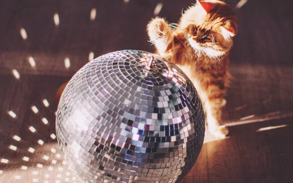 HD PC desktop wallpaper background: playful orange cat batting a glittering disco ball as mirrored light scatters across the floor.