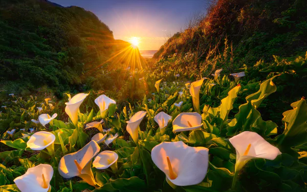 Nature HD PC desktop wallpaper: white calla lilies blooming in a green valley, sunbeams streaming through hills at sunset.
