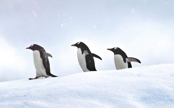 Animal Penguin Birds Penguins Bird HD Wallpaper | Background Image