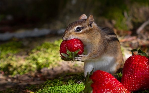 Animal Chipmunk Berry Strawberry Rodent HD Wallpaper | Background Image