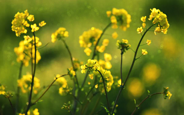 yellow flower nature flower HD Desktop Wallpaper | Background Image