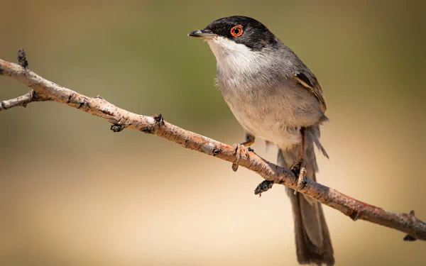 bird Animal warbler HD Desktop Wallpaper | Background Image