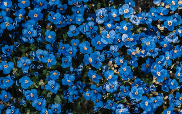 blue flower nature flower HD Desktop Wallpaper | Background Image