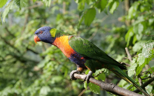 HD desktop wallpaper featuring a vibrant rainbow lorikeet parrot perched on a branch amidst green foliage.