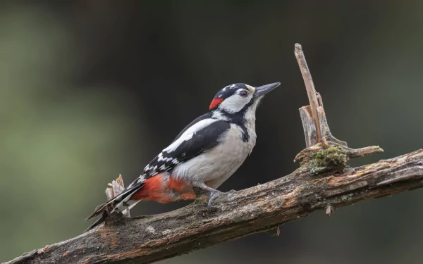 bird Animal woodpecker HD Desktop Wallpaper | Background Image