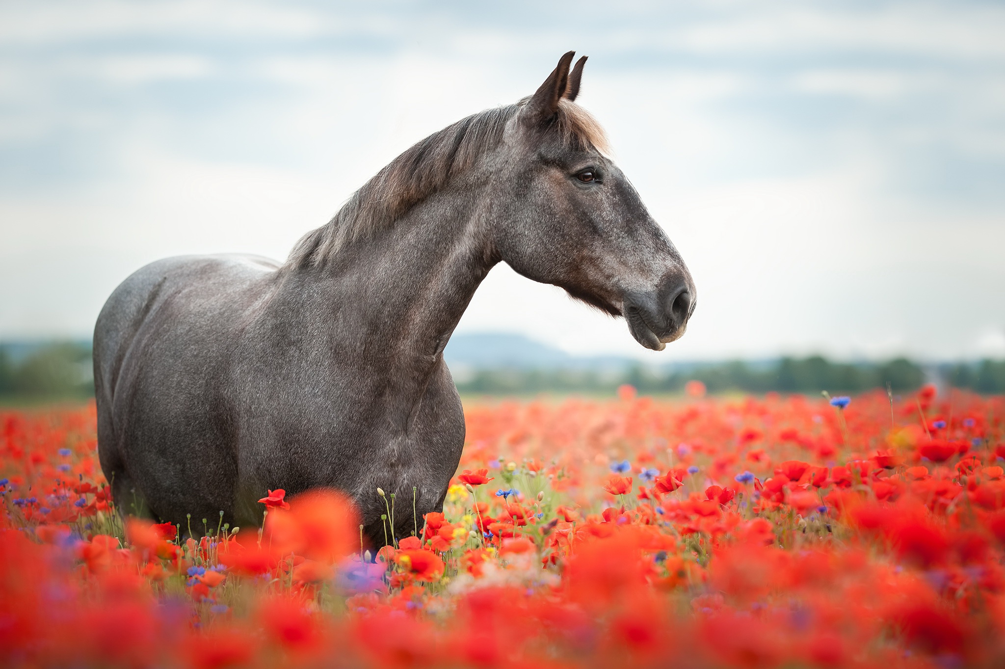 Download Red Flower Poppy Flower Summer Field Animal Horse HD Wallpaper