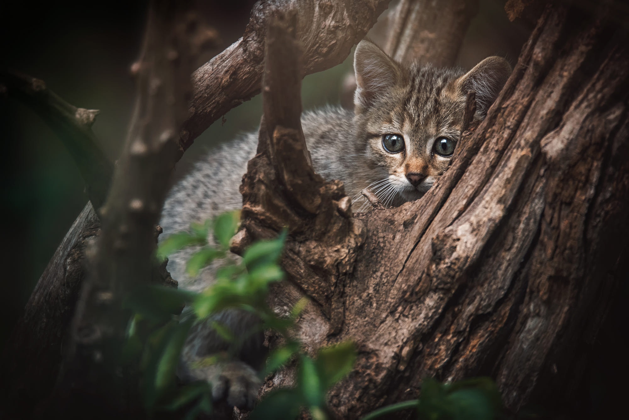 Лесная дикая кошка в экосистеме. Лесной кот. Дикие котята. Дикий кот на дереве. Бешеный кот на дереве.