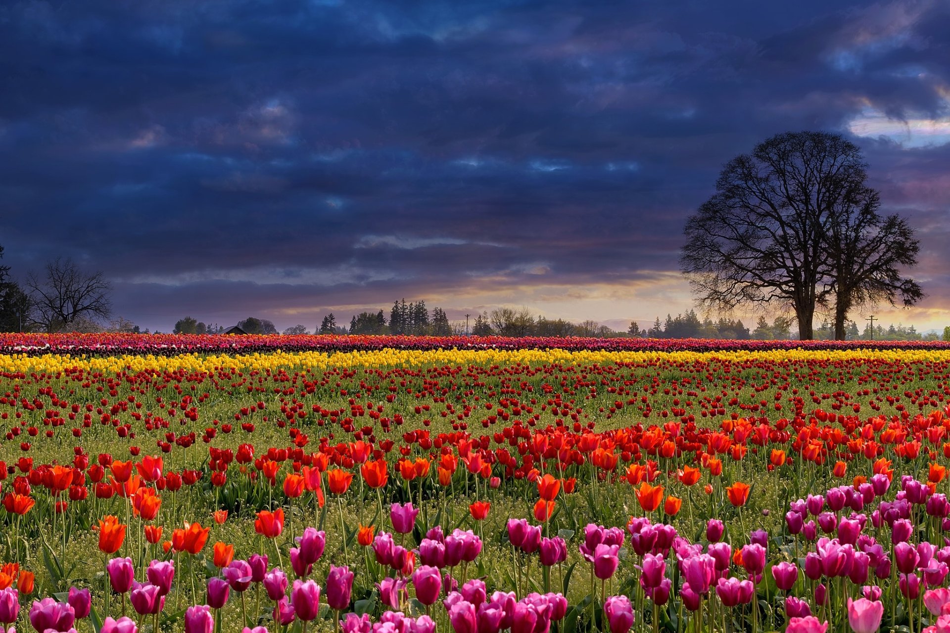 Download Cloud Yellow Flower Red Flower Pink Flower Flower Field Nature ...