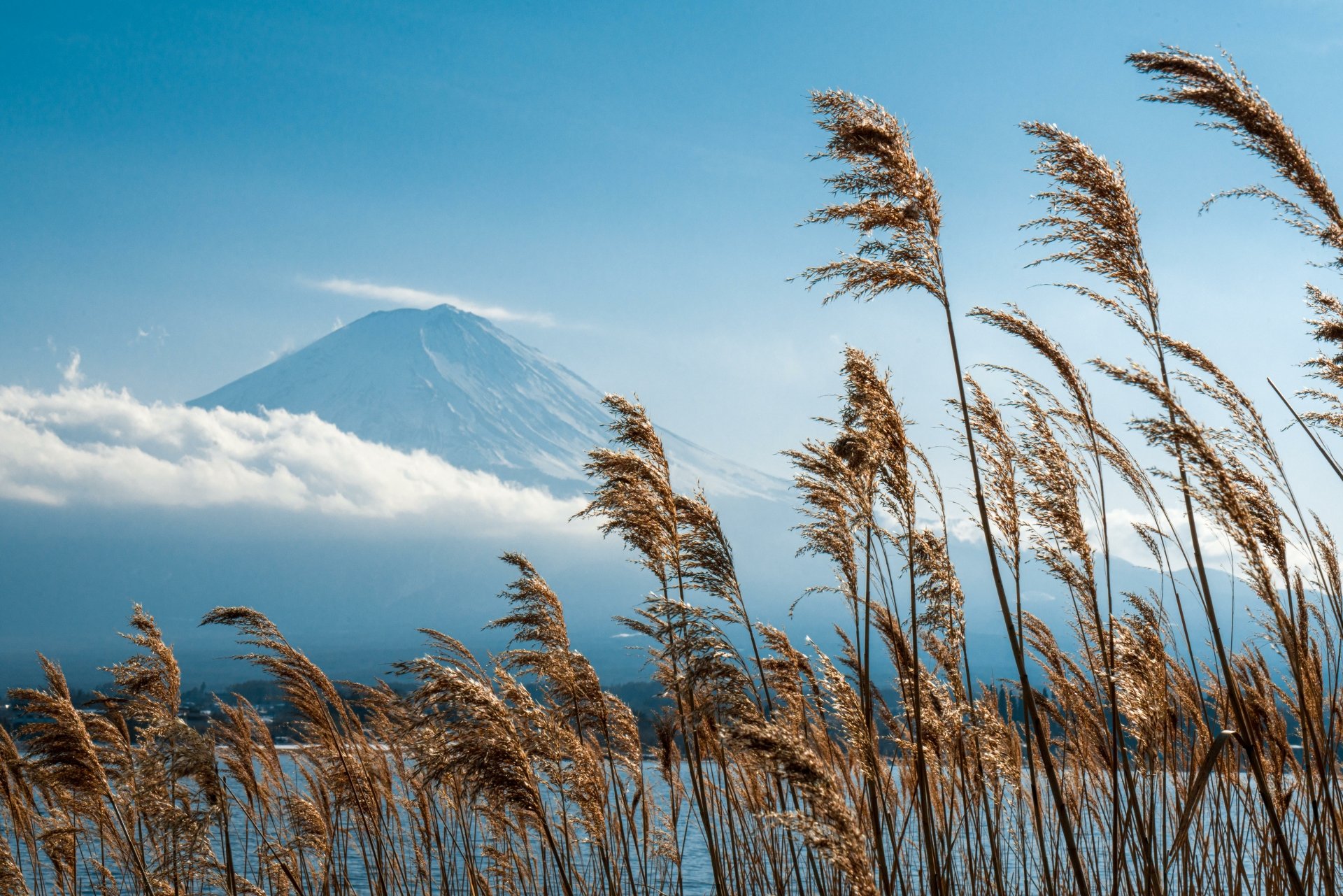 Nature - Mount Fuji 5K Ultra HD PC desktop wallpaper/background: snow-capped peak above clouds with golden reeds in the foreground under a clear blue sky.