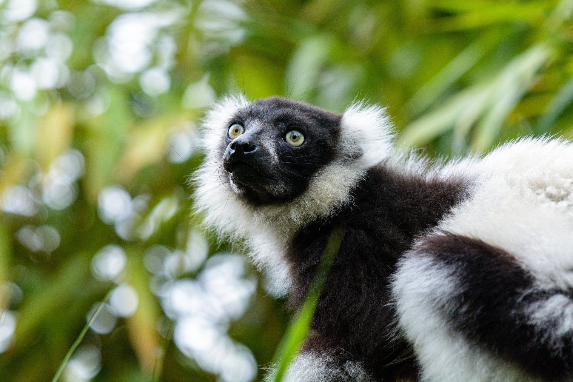 Download Animal Lemur 4k Ultra HD Wallpaper