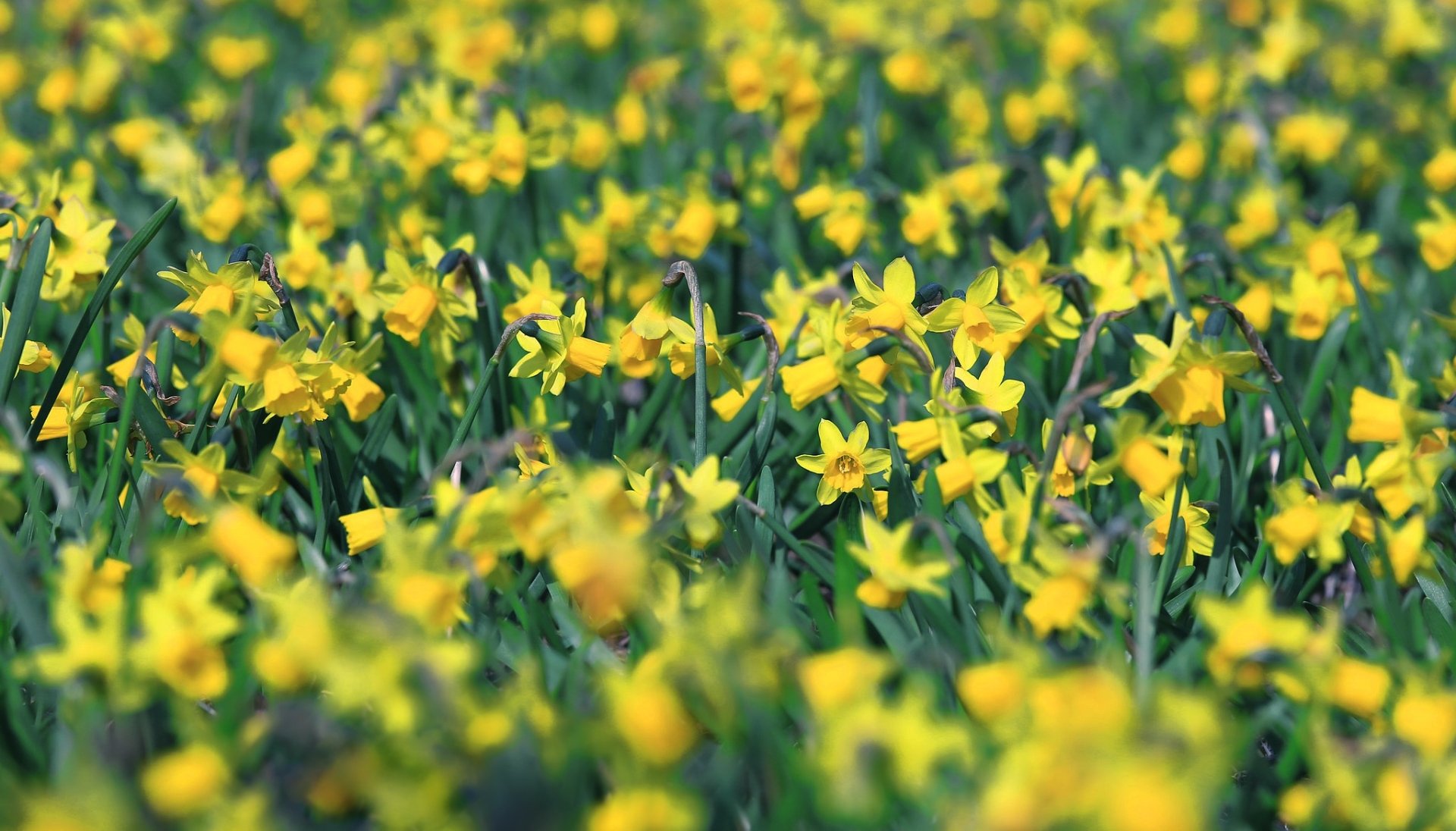 Download Close-up Yellow Flower Flower Nature Daffodil HD Wallpaper