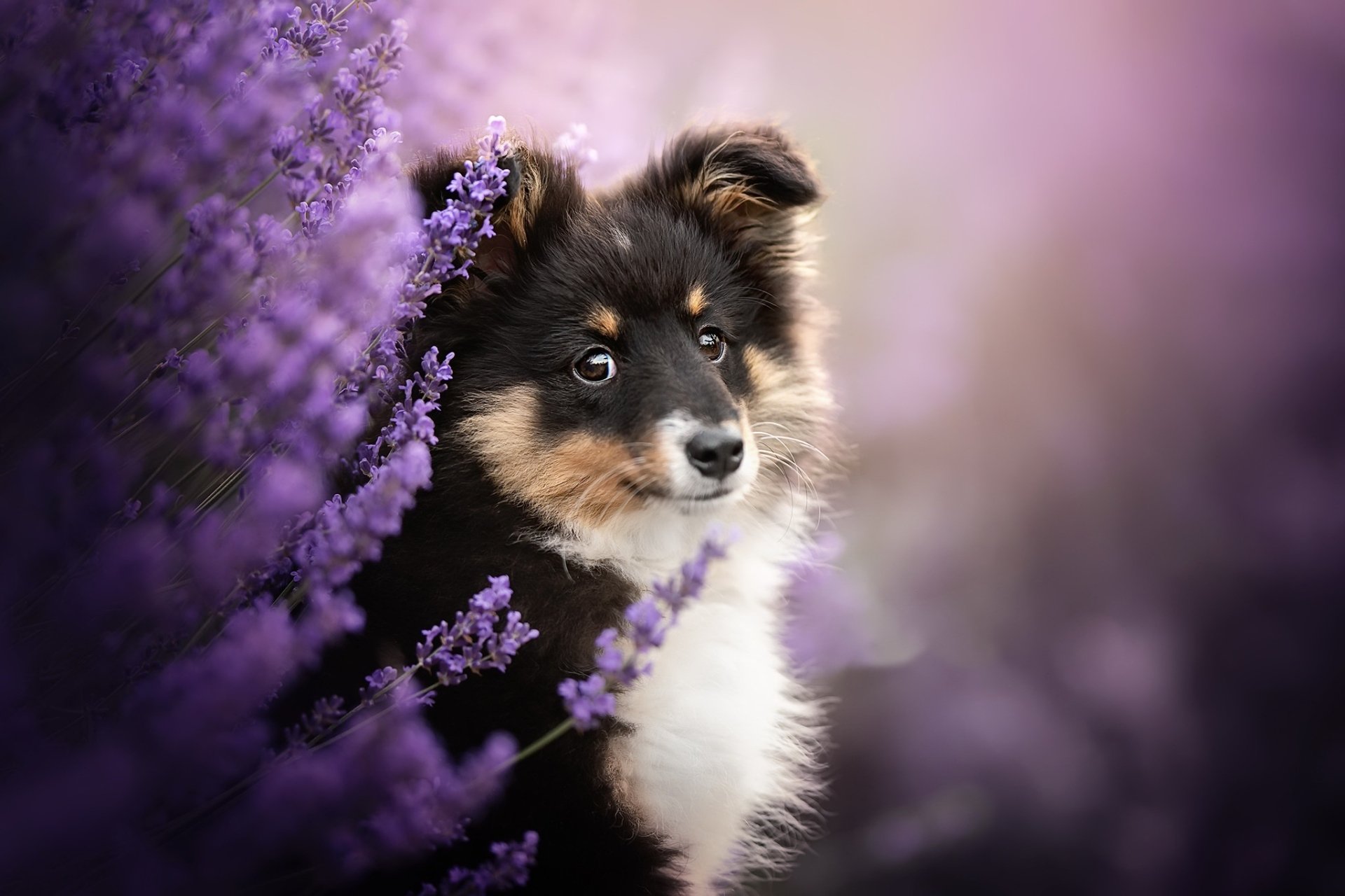 Puppy HD Wallpaper | Background Image | 2048x1365