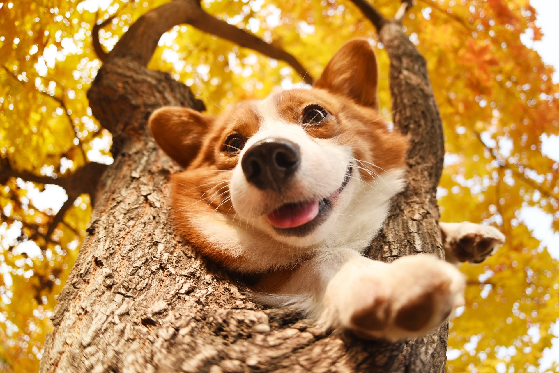 10+ 4K Ultra HD Corgi Wallpapers | Background Images