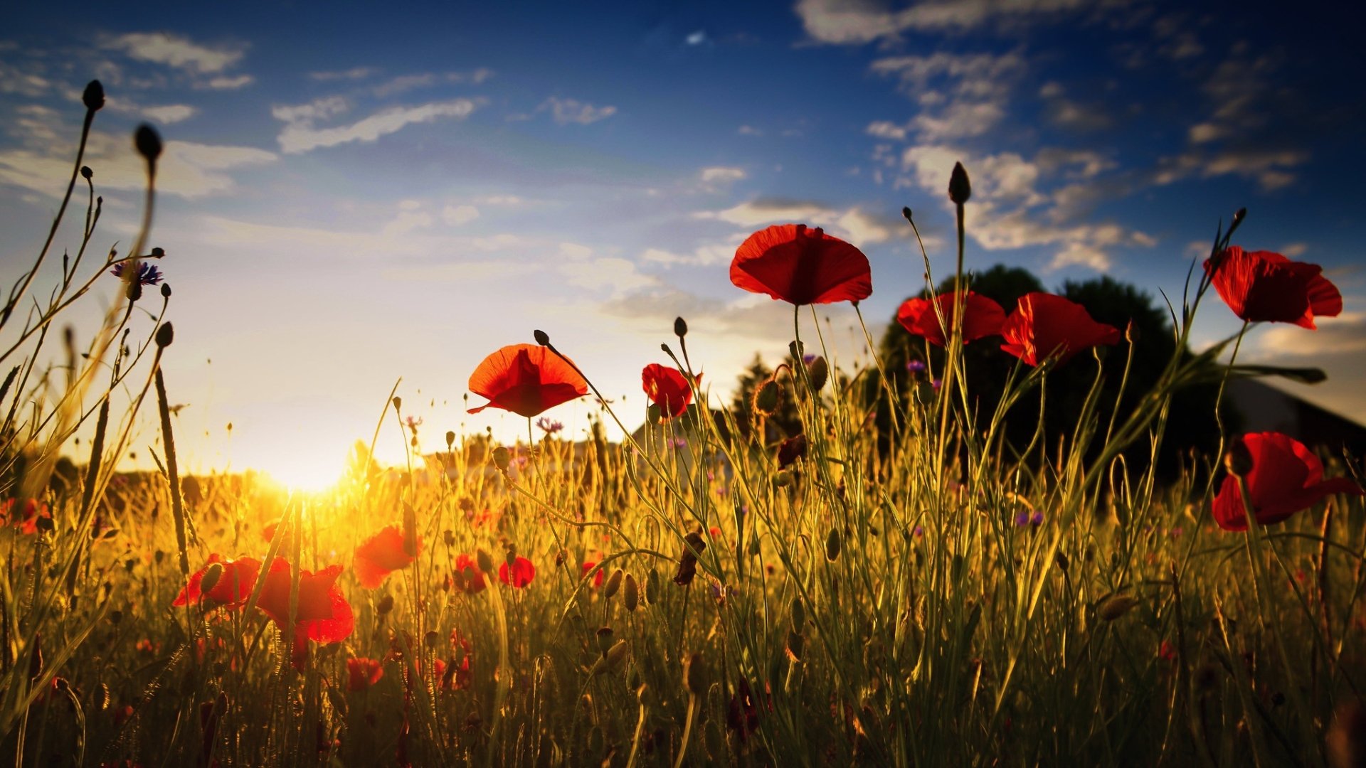 Download Sunrise Red Flower Nature Summer Flower Poppy HD Wallpaper