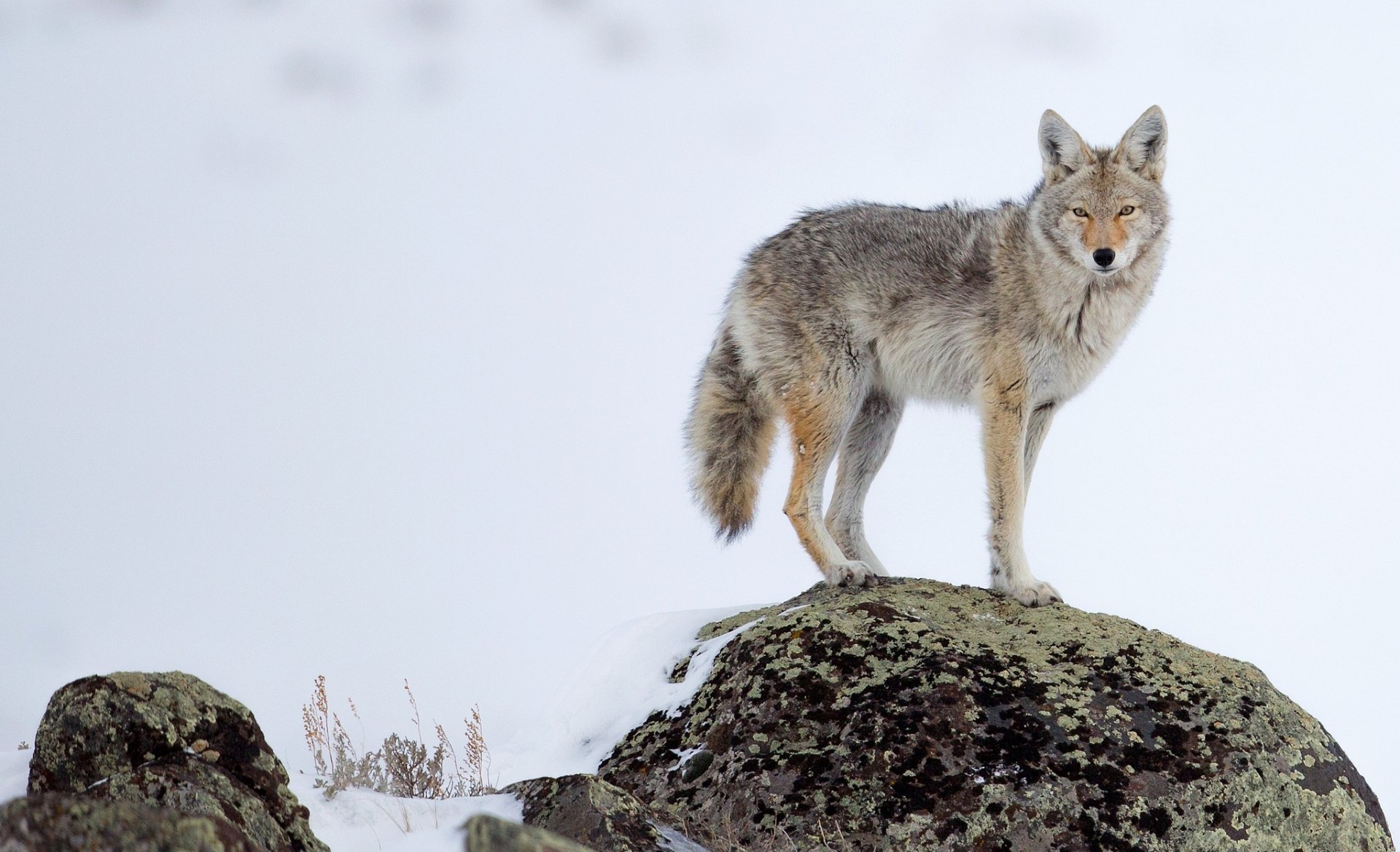 HD desktop wallpaper of a coyote standing alert on a snowy rock in a winter landscape.