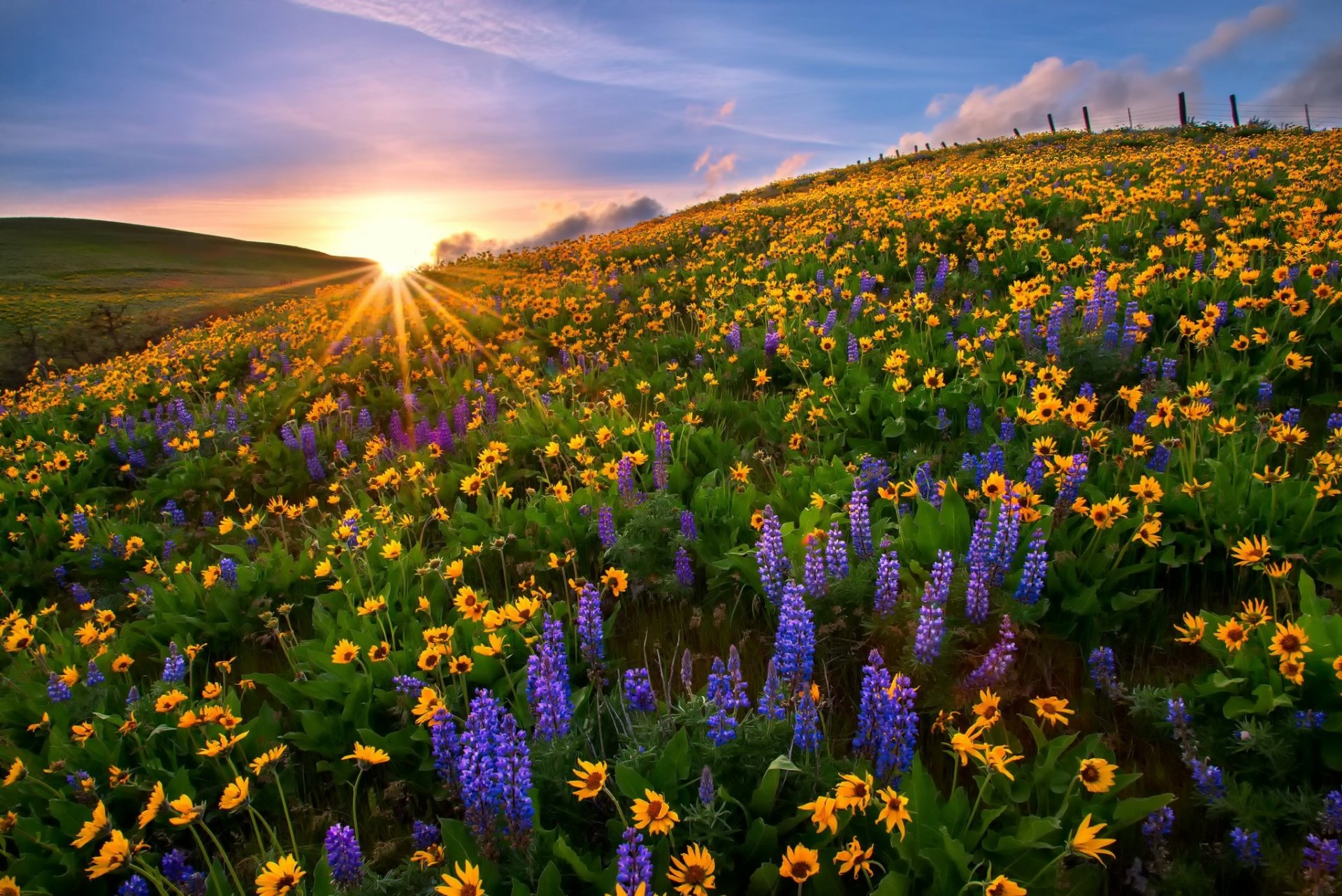 Download Yellow Flower Lupine Nature Flower HD Wallpaper