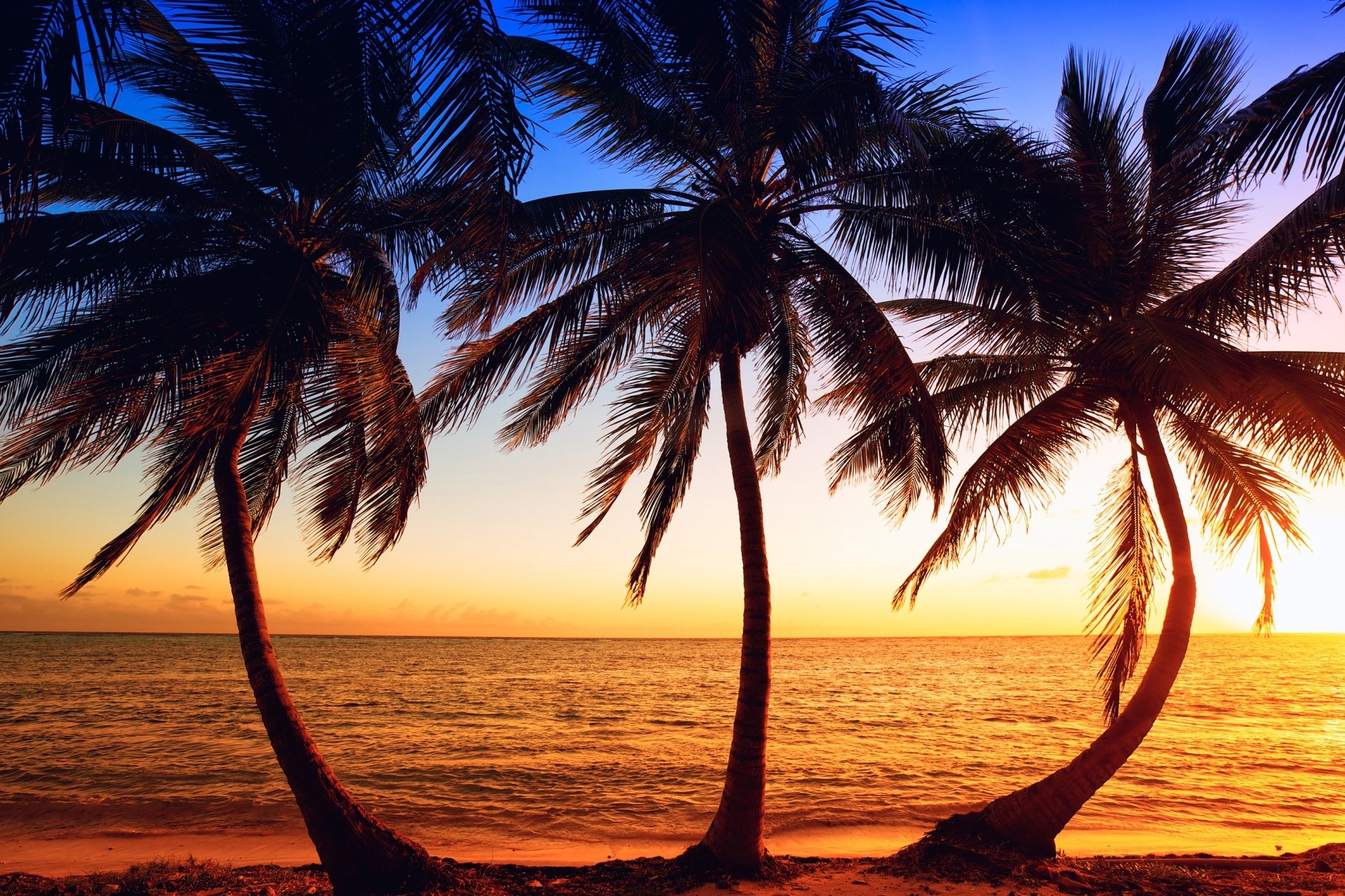 Download Ocean Horizon Tropics Sunset Tree Nature Palm Tree HD Wallpaper