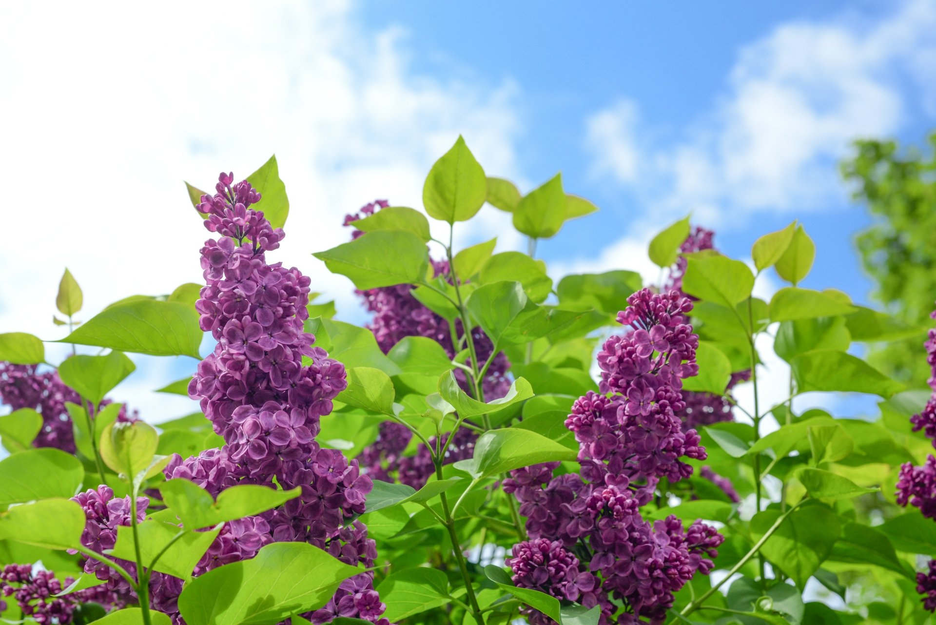 Lilacs on Lilac Bush