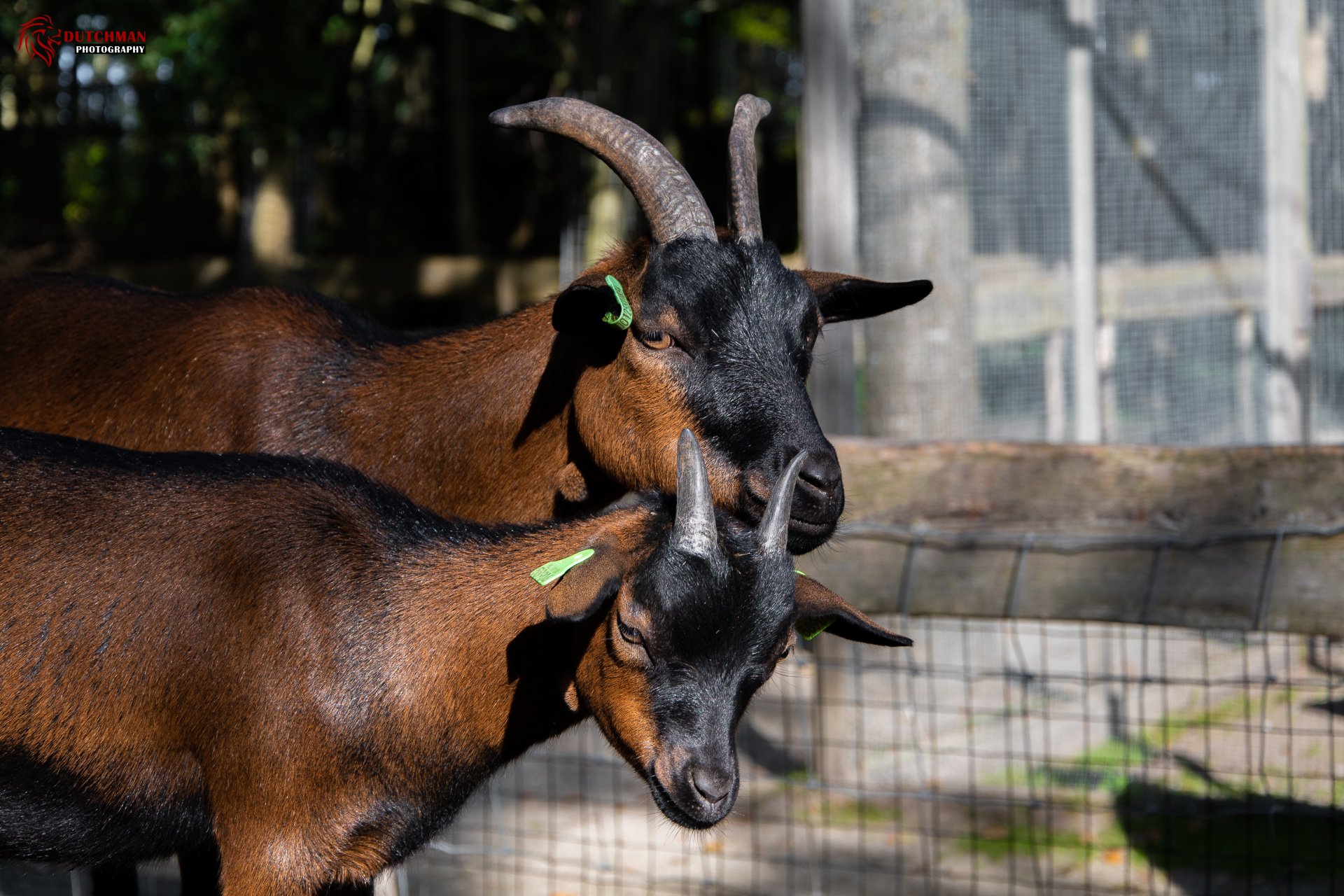 Goats by CrashingDutchman