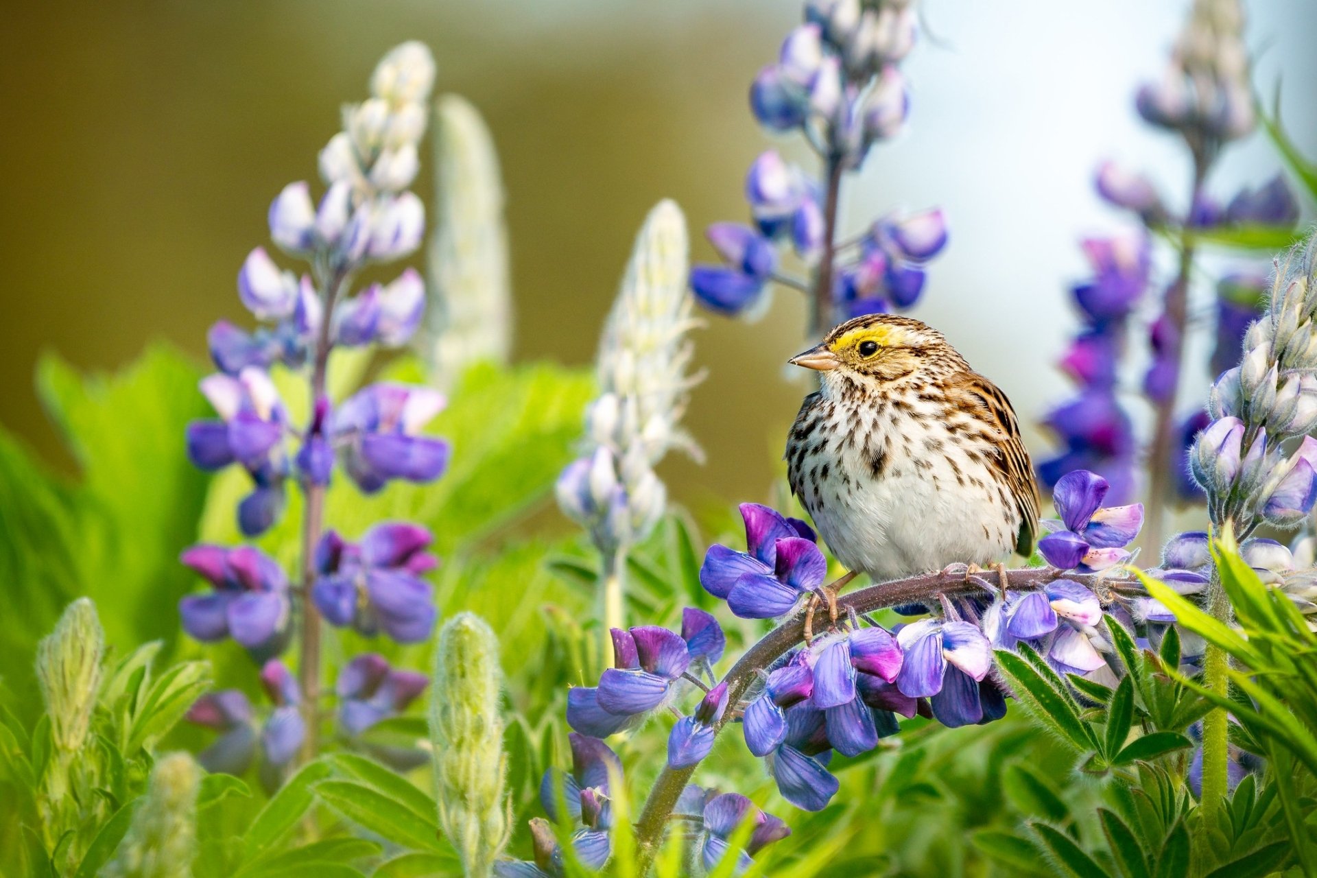Download Lupine Flower Animal Bird HD Wallpaper