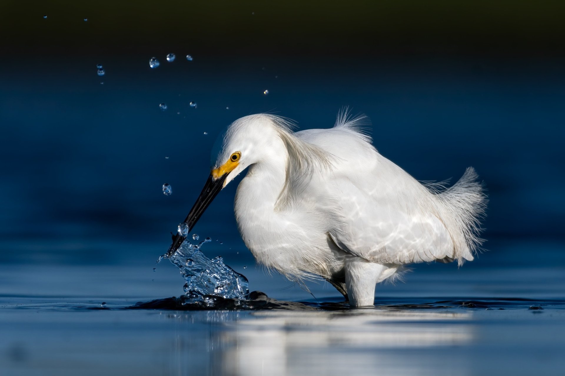 HD PC desktop wallpaper background: white egret (bird, animal) wading in blue water, splashing as it catches a fish.